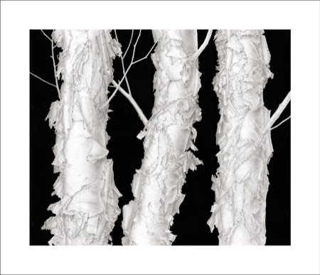 betula nigra  river birch  graphite and gouache image size 560x470mm approx 450x387
