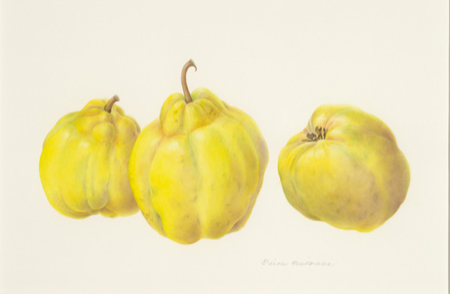 cydonia oblonga  quinces  watercolour 450x294