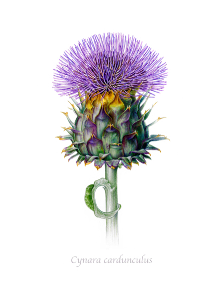 cynara cardunculus watercolour 450x602