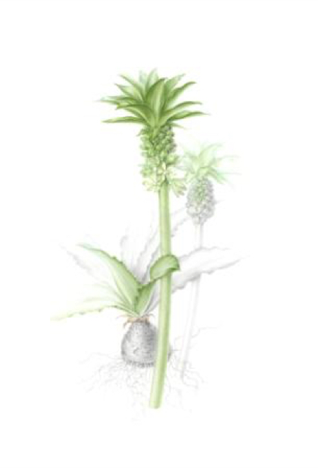 eucomis  pineapple lily  watercolour and graphite image size 250x390 approx 450x661