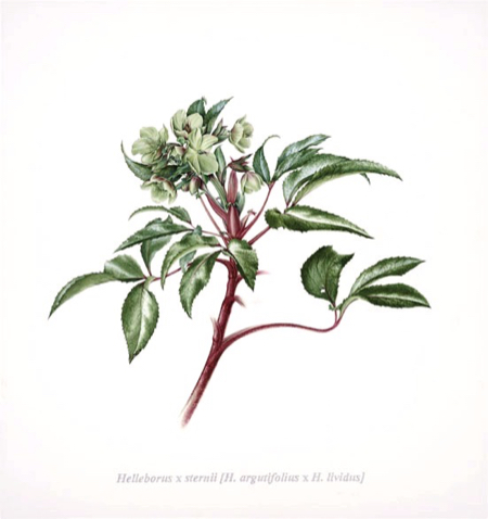 helleborus x sternii watercolour 450x478