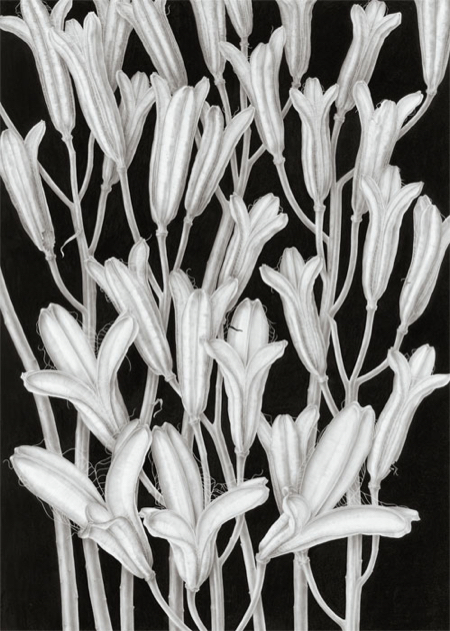 lilium formosum seed pods graphite and gouache image size 460x650 approx 450x631