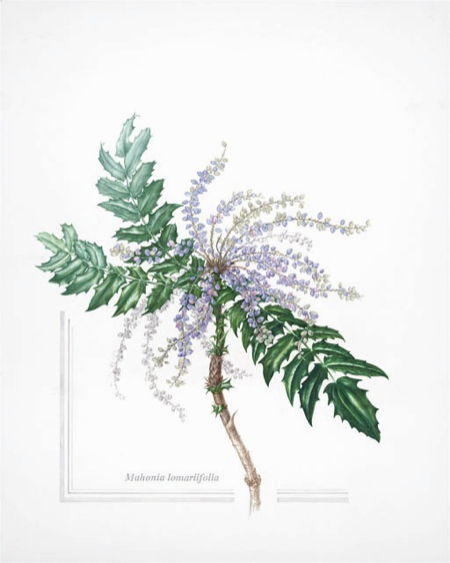 mahonia lomariifolia  watercolour and graphite 450x563