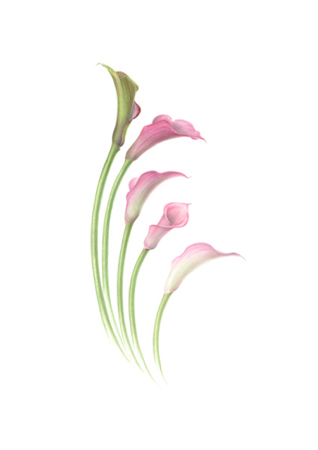 zantedschia  calla lily  watercolour image size 250x460mm approx 450x636